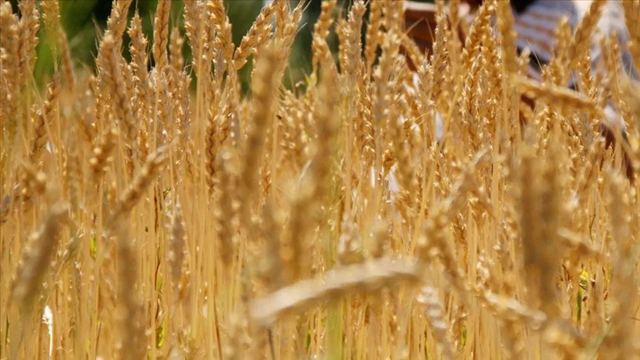 TMO, buğday ve arpa alımlarına 12 Mayıs'ta başlayacak