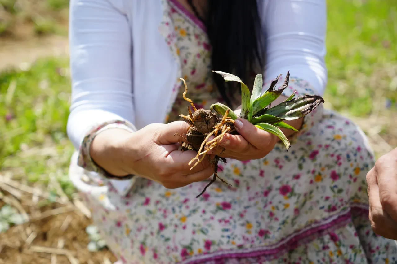 Topraktan çıkan altın! Kilosu 3 bin liradan satılıyor