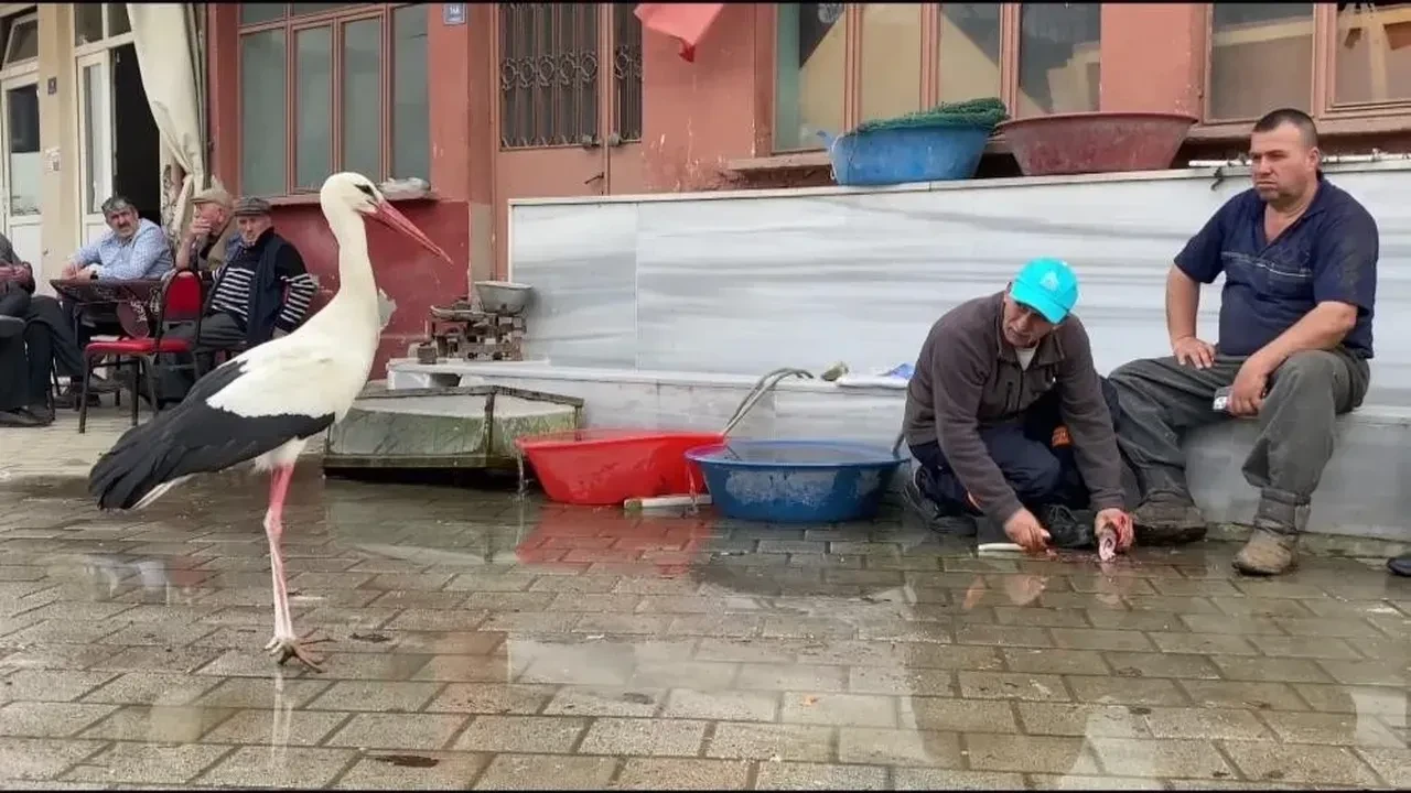 Bilal leylek 7 yıldır göç ettiği Fadıllı'daki yuvasında baba oldu