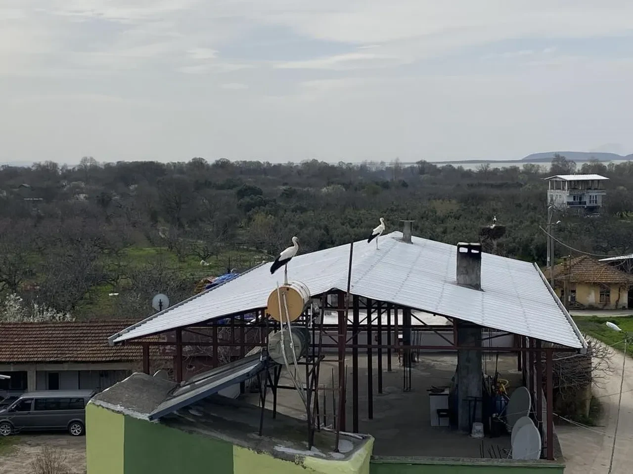 Bilal leylek 7 yıldır göç ettiği Fadıllı'daki yuvasında baba oldu