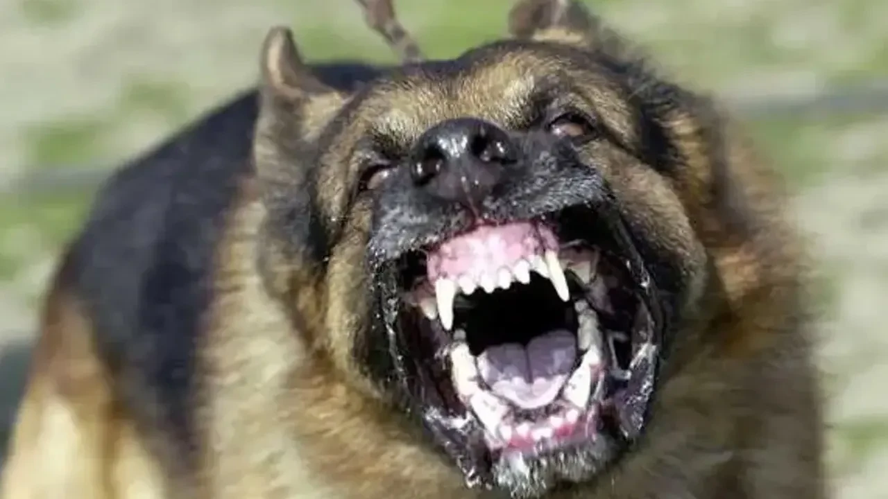 Burdur'da sahipsiz köpeklerin saldırdığı kişi yaralandı