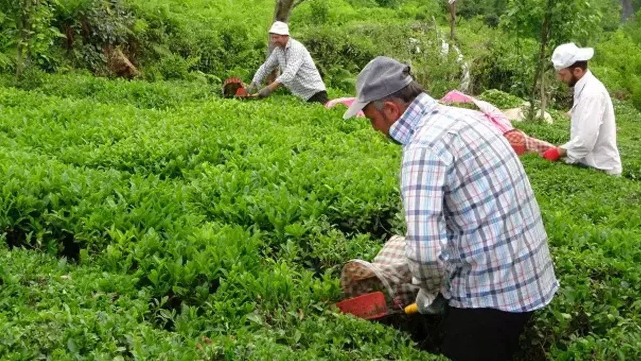 ÇAYKUR 1500 işçi alımı ne zaman başvurular nereden yapılıyor?