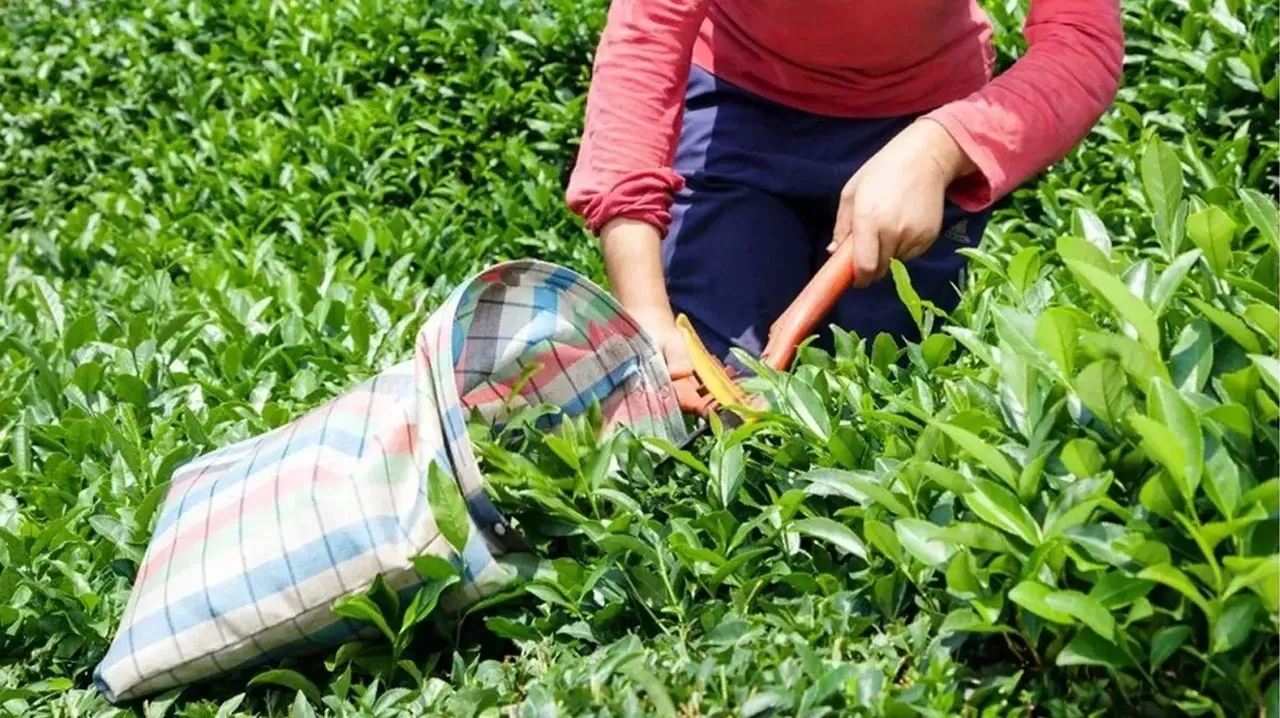 ÇAYKUR 1500 işçi alımı ne zaman başvurular nereden yapılıyor?