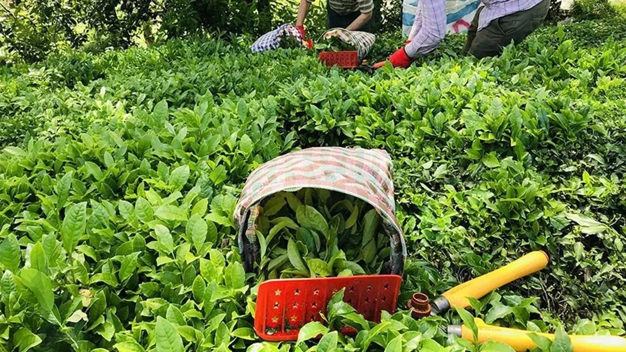 ÇAYKUR 1500 işçi alımı ne zaman başvurular nereden yapılıyor?