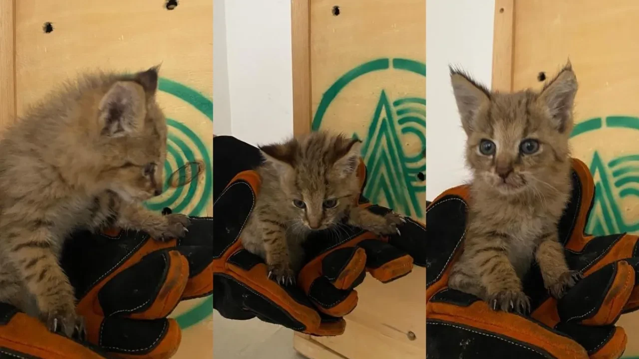 Çok nadir görülüyor, Şırnak'ta bulundu! Sevimli saz kedisi koruma altında 