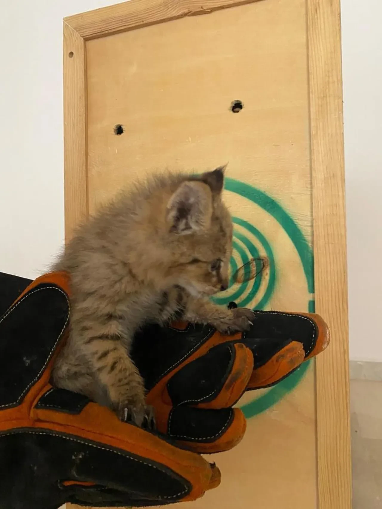 Çok nadir görülüyor, Şırnak'ta bulundu! Sevimli saz kedisi koruma altında 