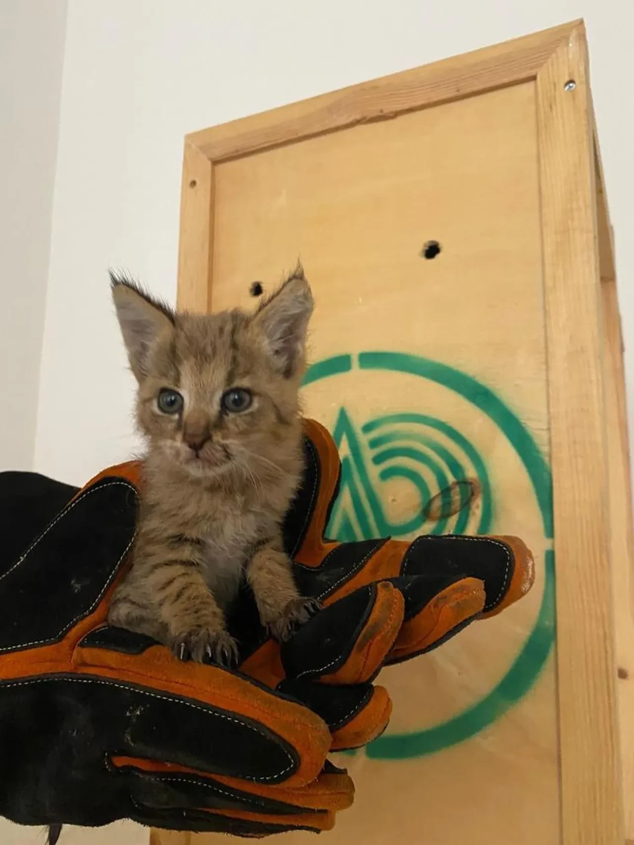 Çok nadir görülüyor, Şırnak'ta bulundu! Sevimli saz kedisi koruma altında 