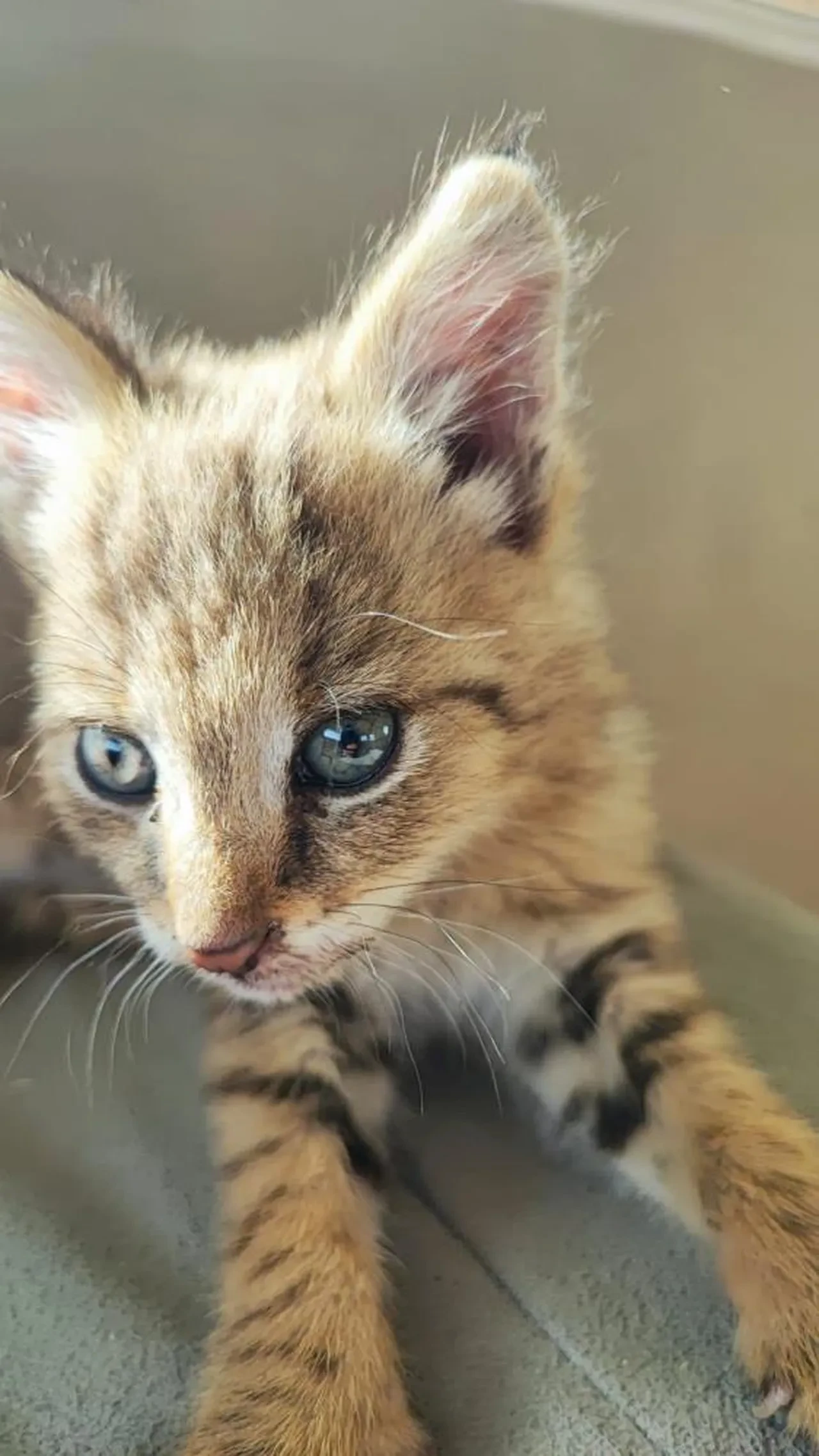 Çok nadir görülüyor, Şırnak'ta bulundu! Sevimli saz kedisi koruma altında 
