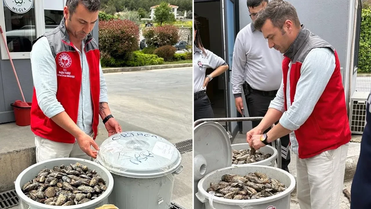 Çöp kovasında midye taşıdılar! Hepsine el konuldu