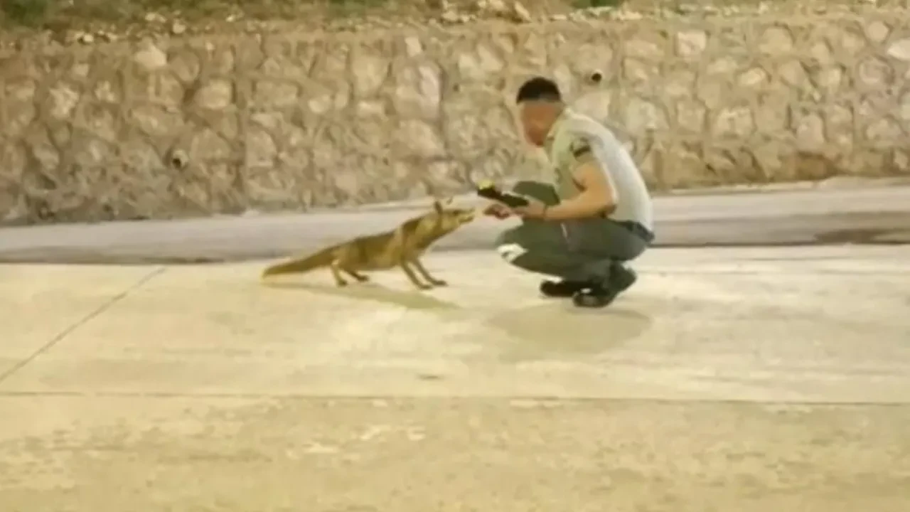 Güvenlik görevlisi ile tilkinin dostluğu yüzleri güldürdü
