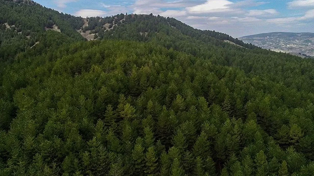 Kocaeli'de ormanlara giriş yasaklandı