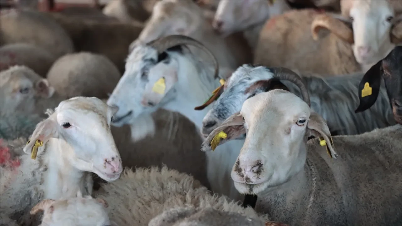 Kurban Bayramı tatili 9 gün mü olacak? Turizmciler uzatılsın istiyor