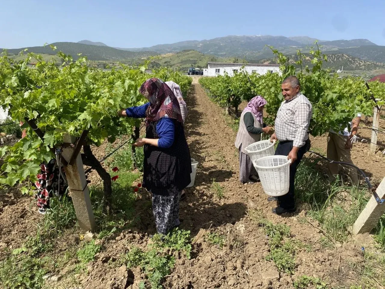 Manisa'da üzüm üreticileri en çok yapraktan kazanıyor! İşte kilo fiyatı