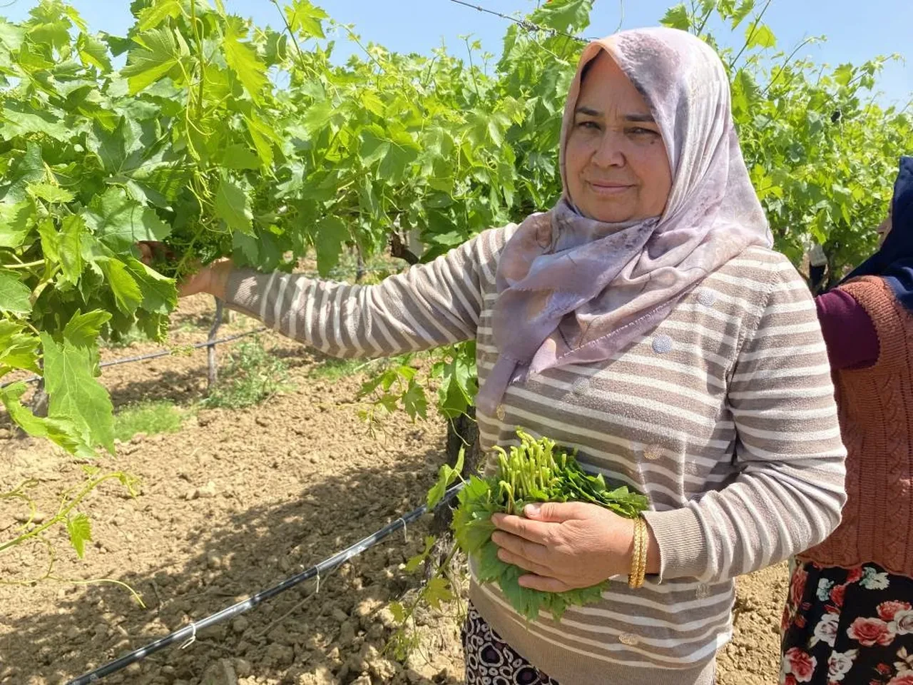 Manisa'da üzüm üreticileri en çok yapraktan kazanıyor! İşte kilo fiyatı