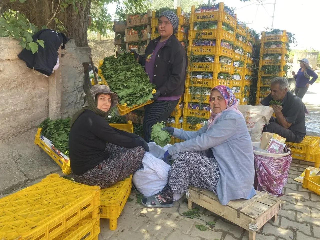 Manisa'da üzüm üreticileri en çok yapraktan kazanıyor! İşte kilo fiyatı