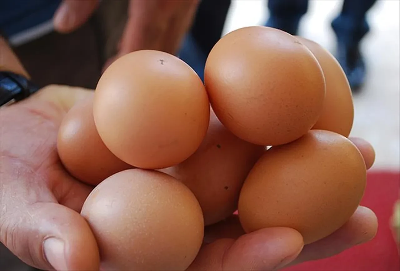 Yumurta bu defa ezber bozdu! Yapılan araştırma bilim insanlarını da şaşırttı