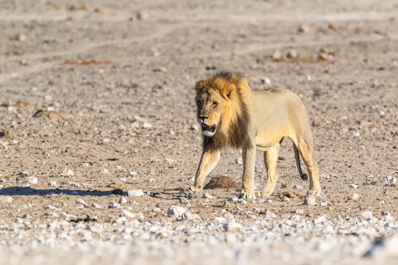 Aslanlar çölde gece avına alışınca iş insanı korkunç saldırıda hayatını kaybetti