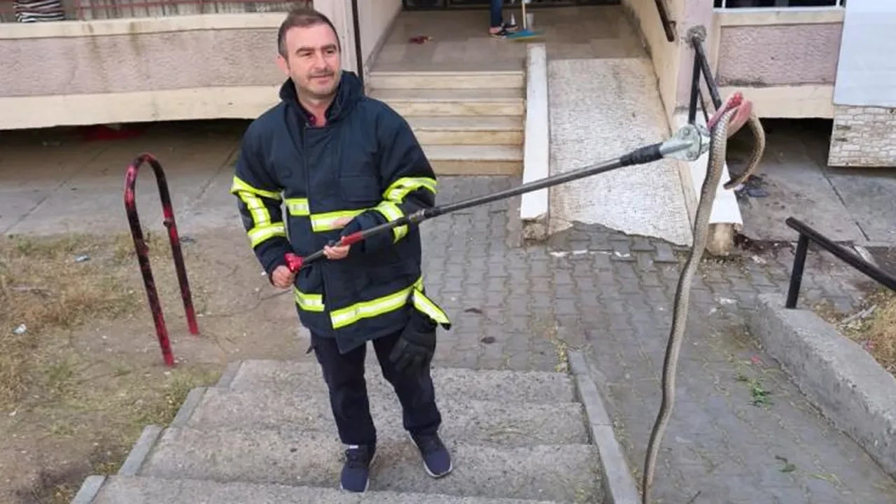 Batman'da yılan paniği! Ekipler seferber oldu
