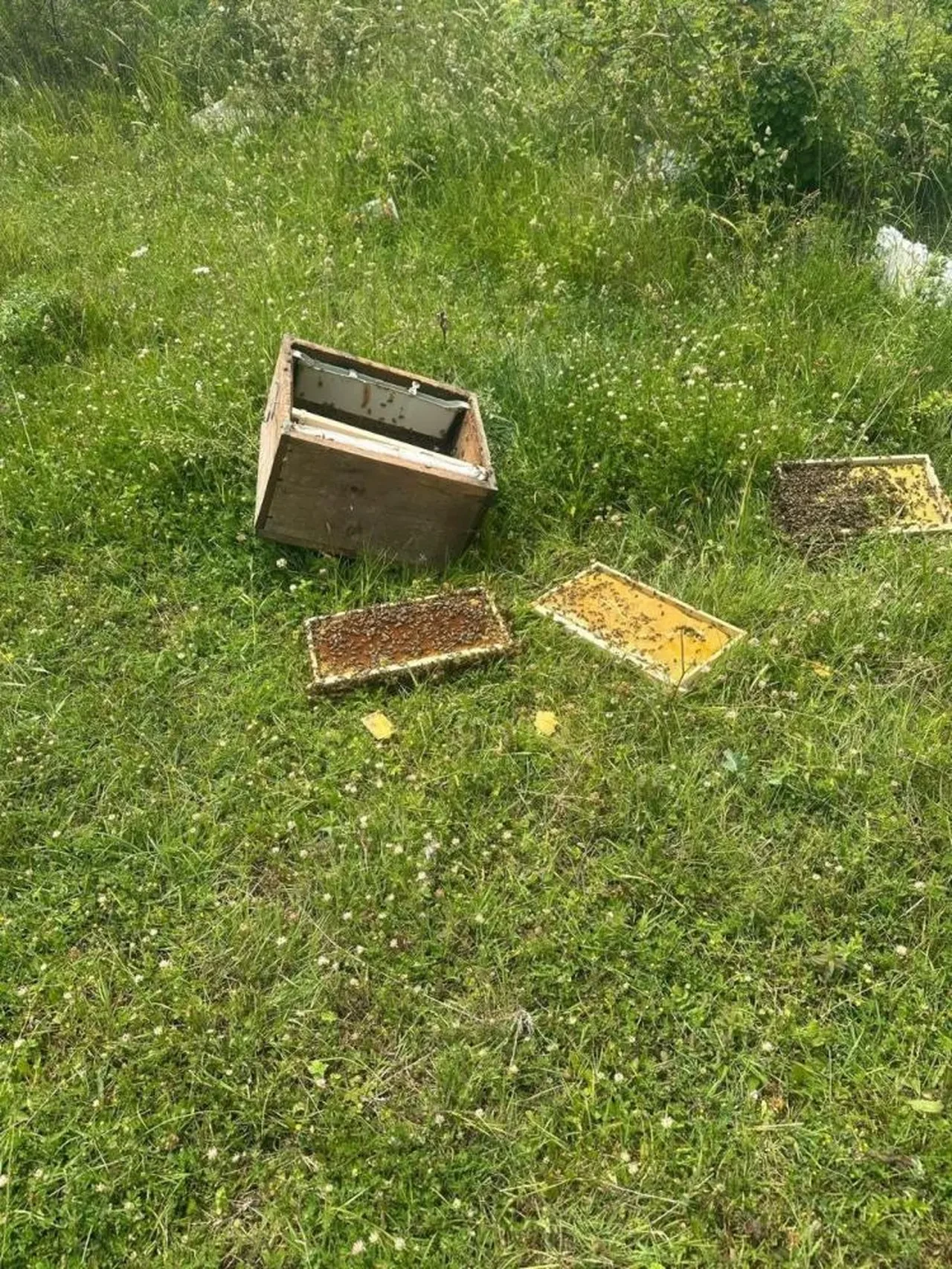 Kastamonu bu olayı konuşuyor! Bir haftada ikinci ayı saldırısı: Utanmasa ekmek isteyecek