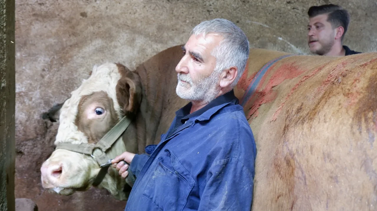 Dev tosun satıldı! Fiyatı dudak uçuklattı