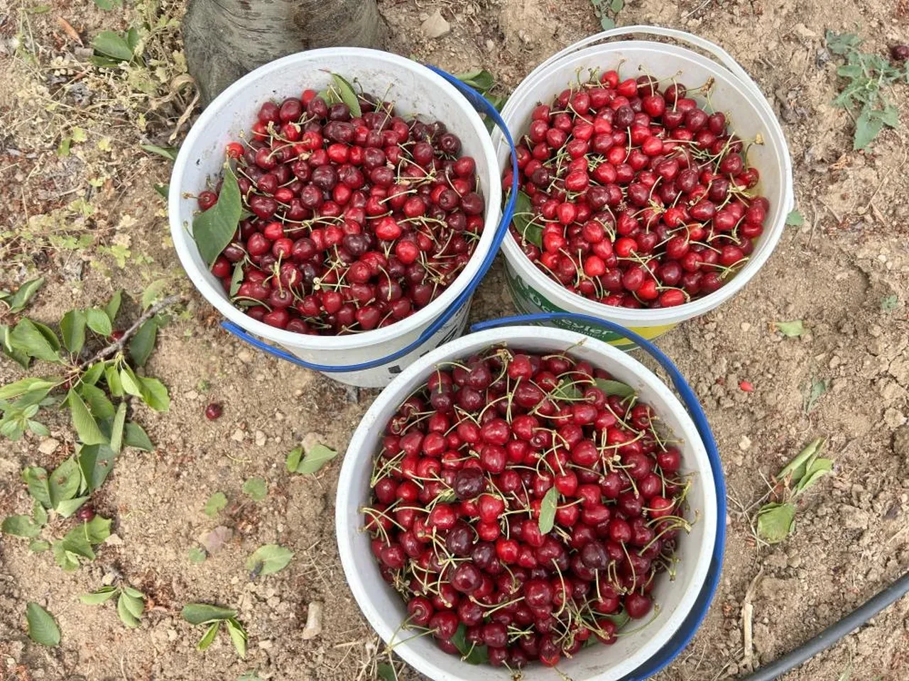 Don rekolteyi düşürmüştü! Pazarda 300 TL'ye satılan kirazın tarladaki fiyatı şaşırttı 
