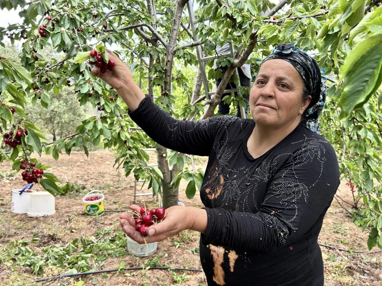 Don rekolteyi düşürmüştü! Pazarda 300 TL'ye satılan kirazın tarladaki fiyatı şaşırttı 