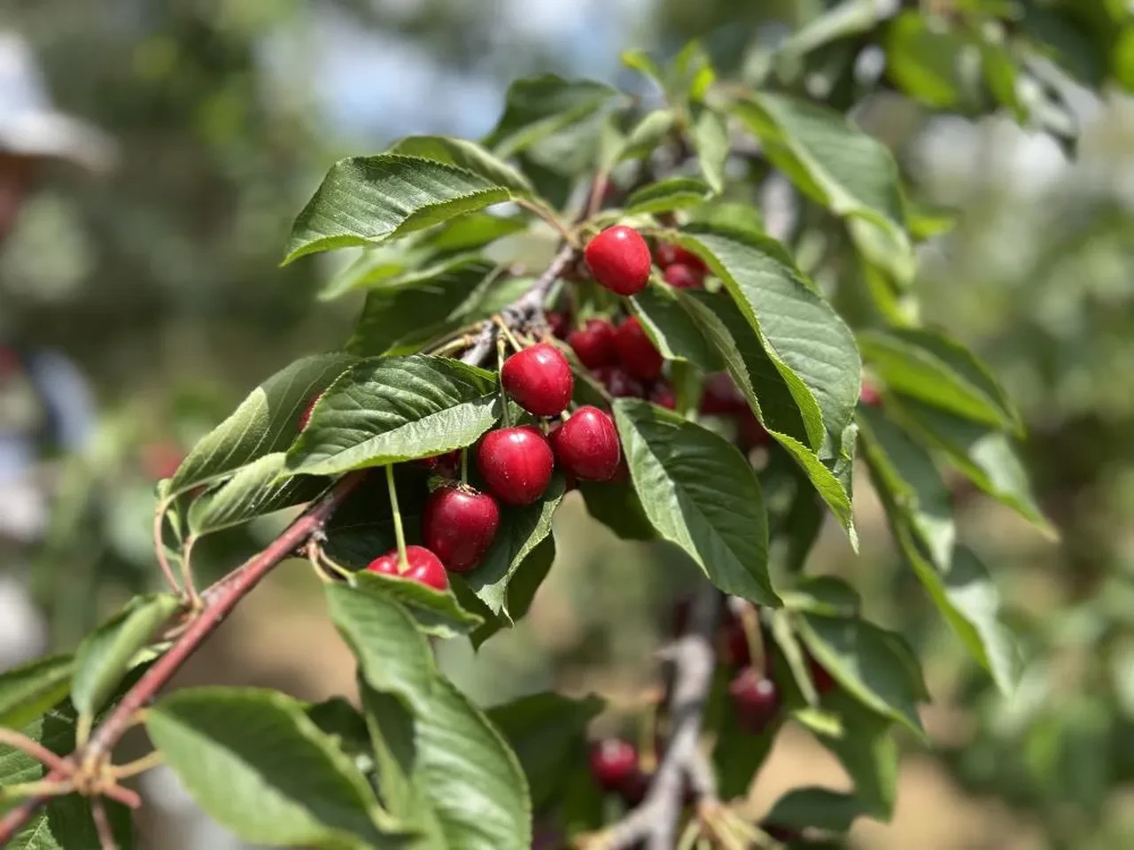Don rekolteyi düşürmüştü! Pazarda 300 TL'ye satılan kirazın tarladaki fiyatı şaşırttı 