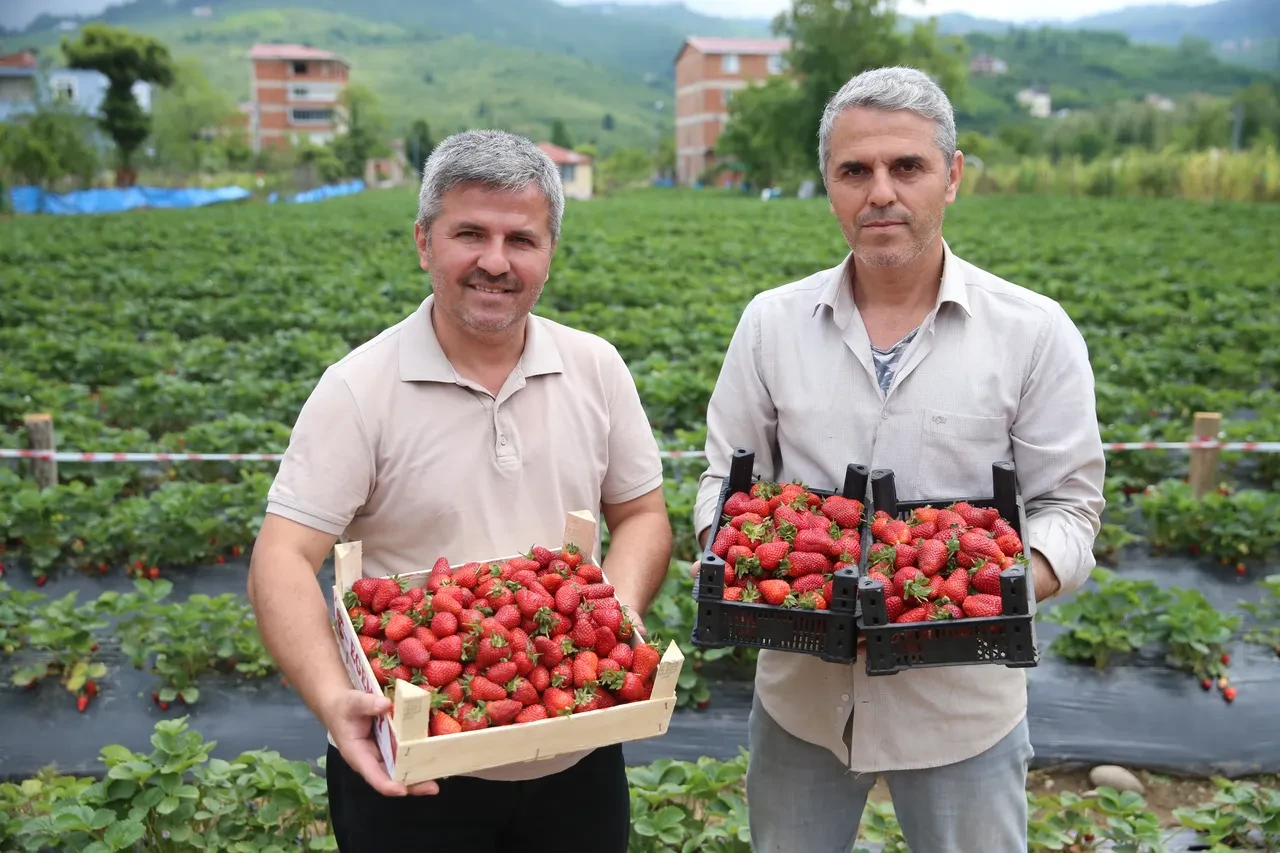 Fındığa ek gelir olsun diye başladı, hasadı yüz güldürdü! İşte çilek kilo fiyatı
