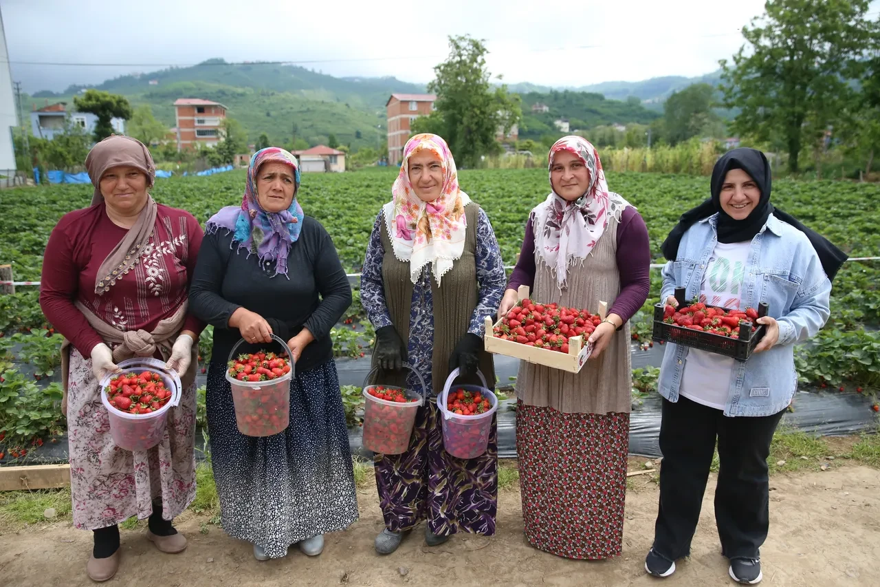 Fındığa ek gelir olsun diye başladı, hasadı yüz güldürdü! İşte çilek kilo fiyatı