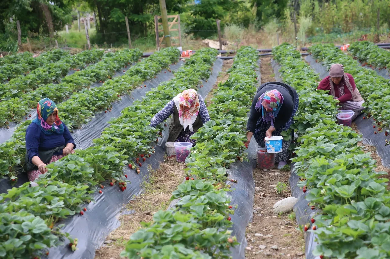 Fındığa ek gelir olsun diye başladı, hasadı yüz güldürdü! İşte çilek kilo fiyatı