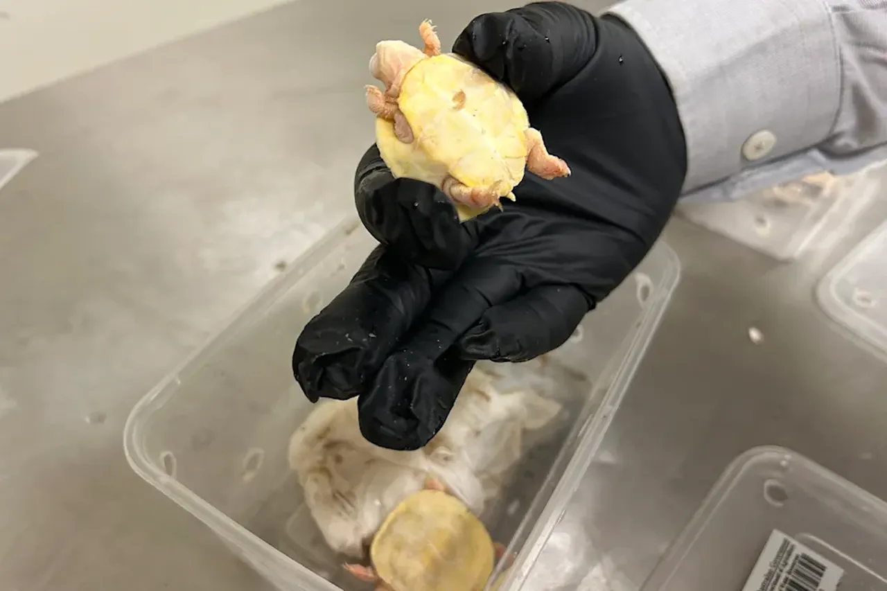 Korkunç keşif: Kötü koku gümrük muhafızlarını harekete geçirdi