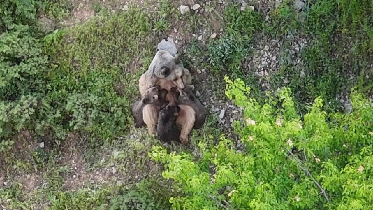 Yavrularını emziren ayı kameraya yakalandı 