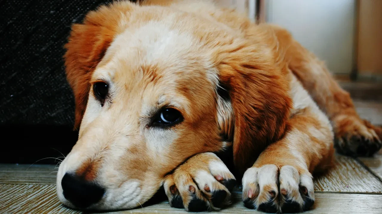 3 yaşından büyük köpeği olanlar dikkat! Veterinerler uyarıyor: Yüzde 80'i bu hastalığı taşıyor