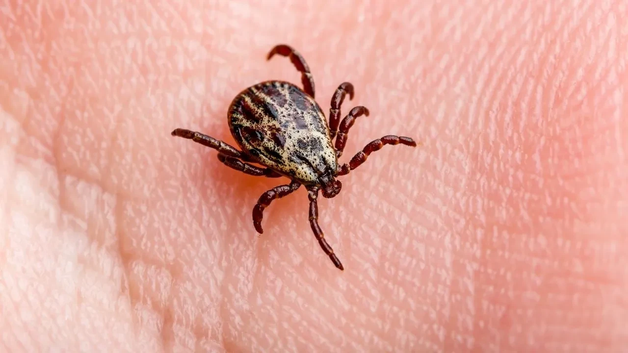 Açık alanda kabus! Keneden korunmak için en etkili 5 yol