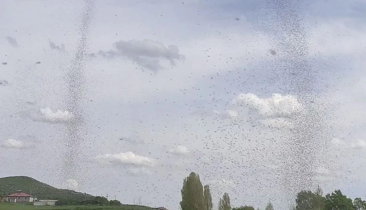 Akşamları ortaya çıkıyorlar! İlçe sakinlerinin kâbusu oldular