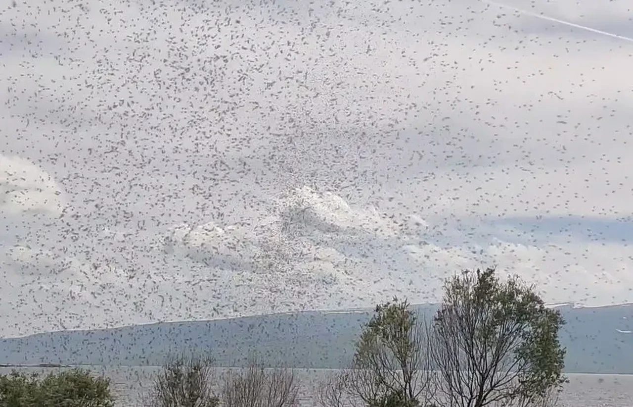 Akşamları ortaya çıkıyorlar! İlçe sakinlerinin kâbusu oldular