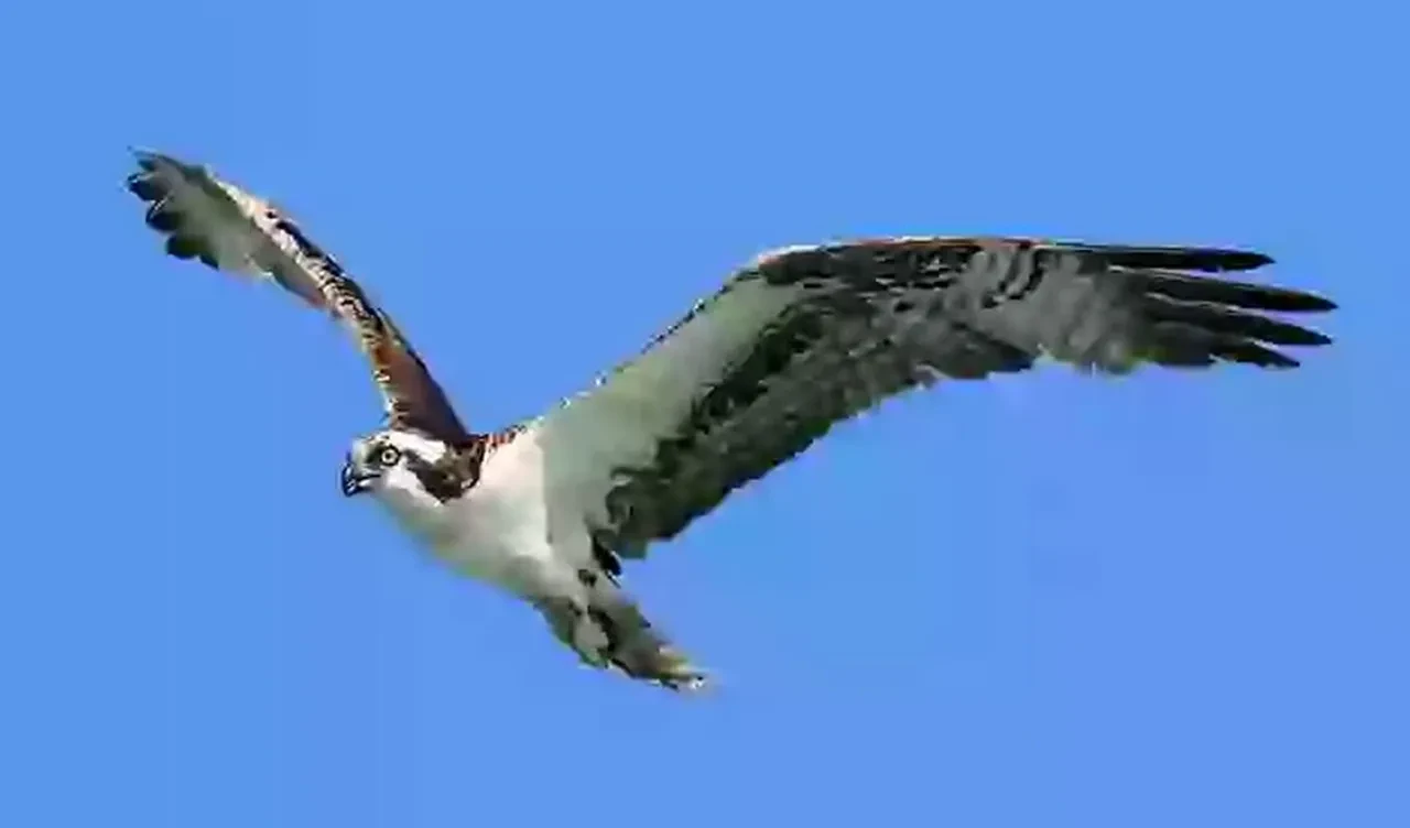 Gökten çekiç başlı köpek balığı düştü! Golf sahasında şoke eden olay