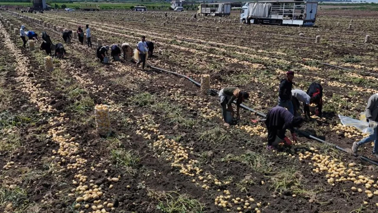 Hasadı devam ediyor! Fiyatı iyice düştü, üretici dertlendi