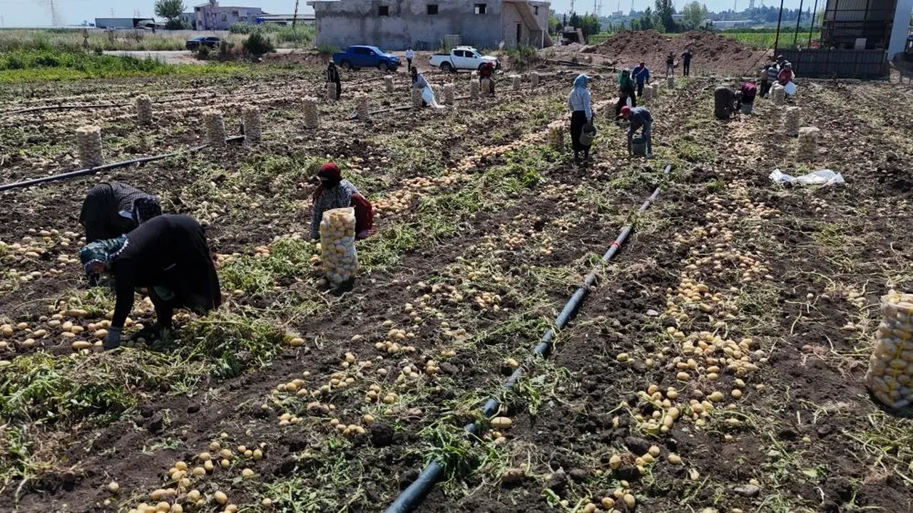 Hasadı devam ediyor! Fiyatı iyice düştü, üretici dertlendi