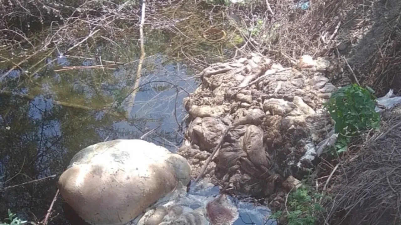 Her yıl aynı manzara! Kurban atıklarını dereye attılar