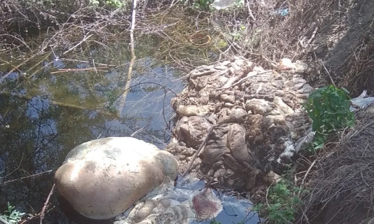 Her yıl aynı manzara! Kurban atıklarını dereye attılar