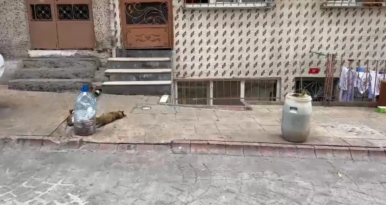 Kafasına göre sokaklara duba koyanlar yandı! Ceza kapıda