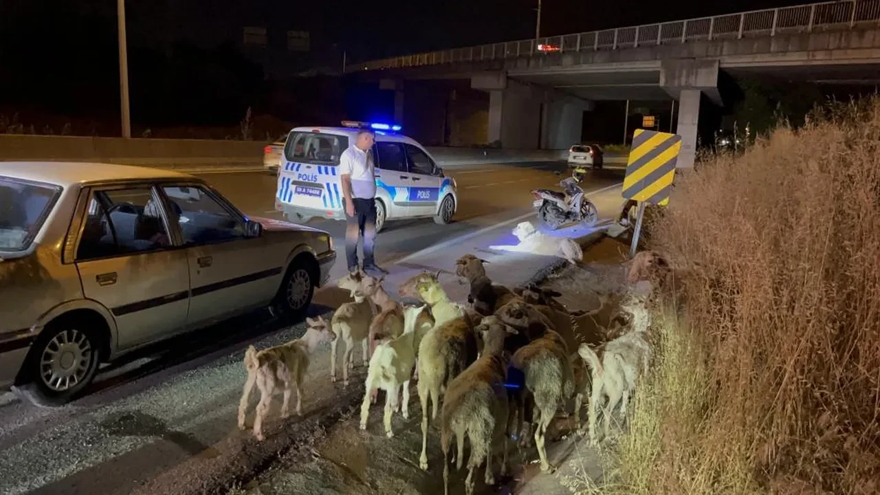 Keçileri kaçırdılar! Yol kenarında görenler polise ihbar etti
