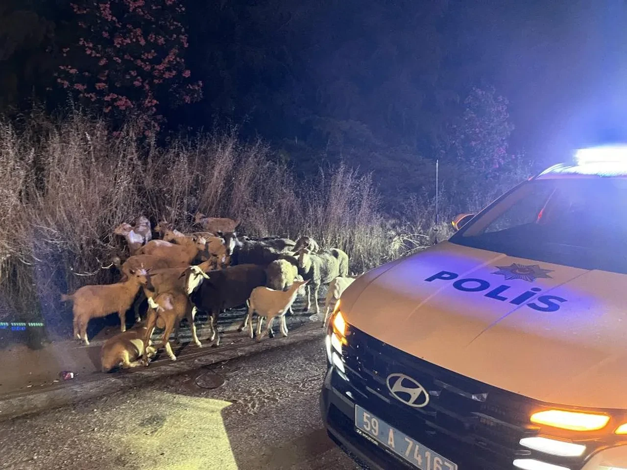 Keçileri kaçırdılar! Yol kenarında görenler polise ihbar etti