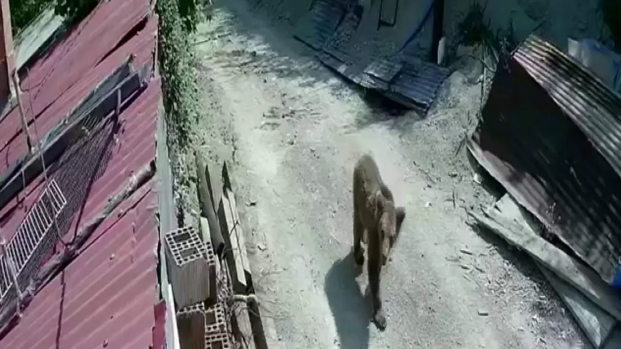 Mahalleye inen ayının rahatlığı kamerada! 