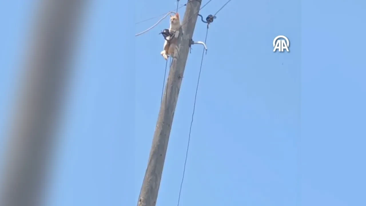 Yaramaz kedi ortalığı birbirine kattı! Köy halkını elektriksiz bıraktı