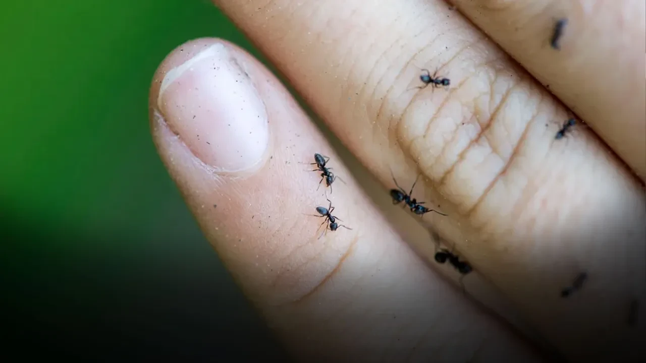 Avrupa'yı istila edip, kolonileşiyorlar! Tüneller kazıp, elektrikleri kesiyorlar