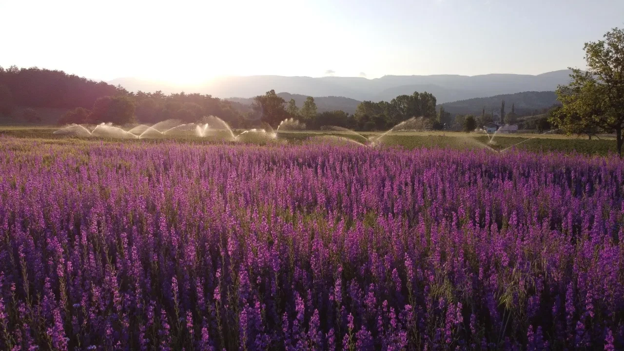 Buğday ektiği tarlada ortaya çıkan manzara mest etti: Gören dönüp bir daha bakıyor