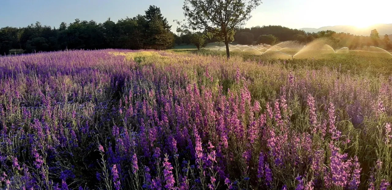 Buğday ektiği tarlada ortaya çıkan manzara mest etti: Gören dönüp bir daha bakıyor