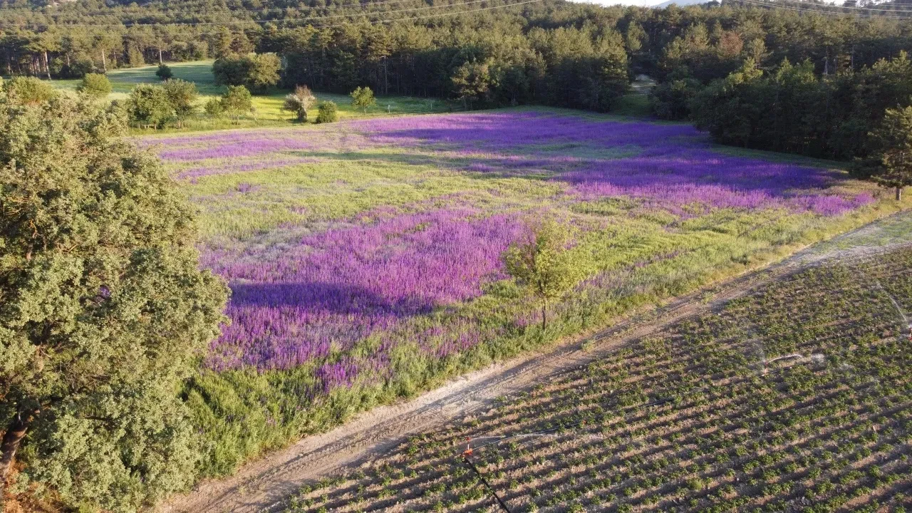 Buğday ektiği tarlada ortaya çıkan manzara mest etti: Gören dönüp bir daha bakıyor